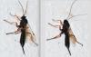 Pimpla rufipes